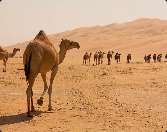 Unique desert adventure in Dubai redefined in Mleiha