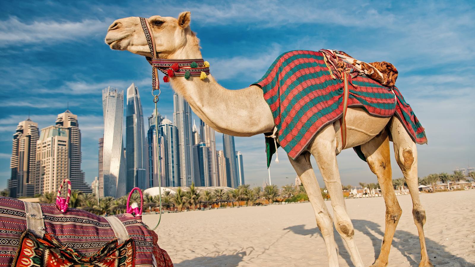 Camel Ride Experience Dubai